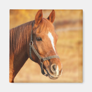Íman Cavalo
