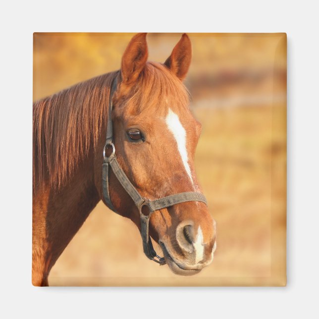 Íman Cavalo (Frente)