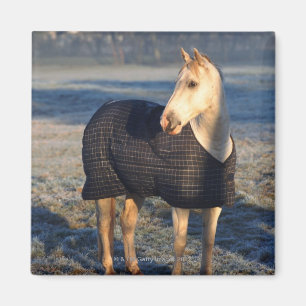 Íman cavalo