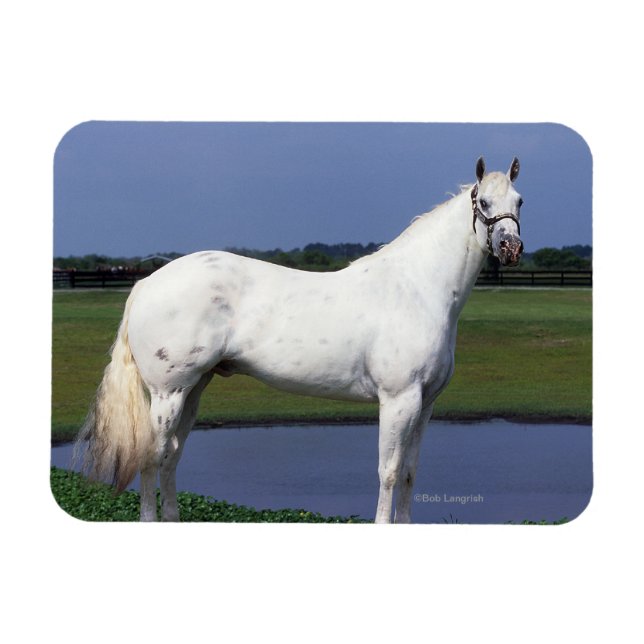 Íman Cavalo Appaloosa (Horizontal)