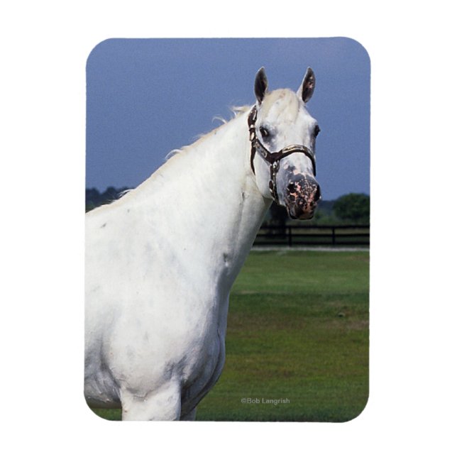 Íman Cavalo Appaloosa (Vertical)