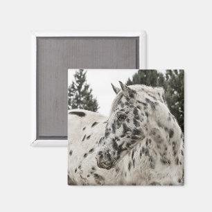 Íman Cavalo Appaloosa