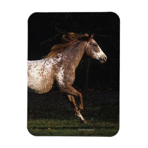 Íman Cavalo Appaloosa Correndo 4