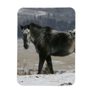 Íman Cavalo Appaloosa na Neve