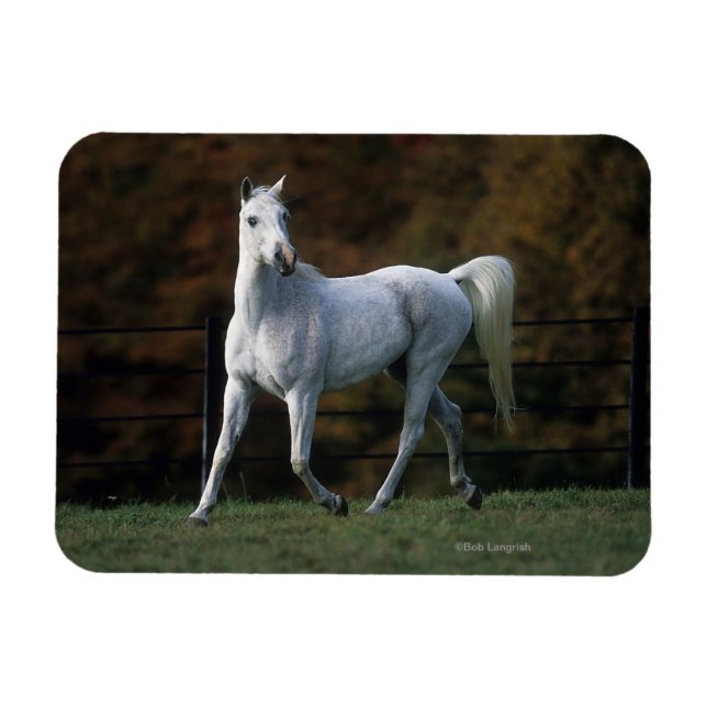 Íman Cavalo Árabe Correndo 1 (Horizontal)
