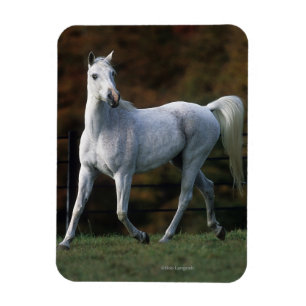 Íman Cavalo Árabe Correndo 1