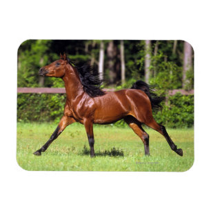 Íman Cavalo Árabe Correndo 2