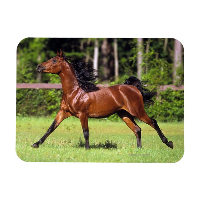 Íman Cavalo Árabe Correndo 2 (Horizontal)