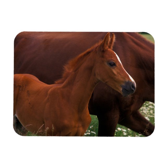 Íman Cavalo Árabe Perto da Mãe (Horizontal)