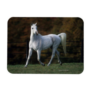 Íman Cavalo árabe que funciona 1