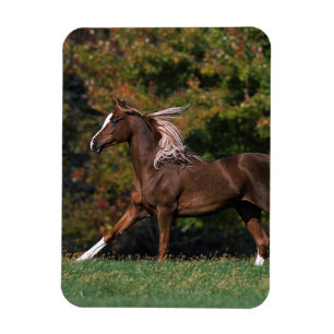 Íman Cavalo árabe que funciona no campo gramíneo