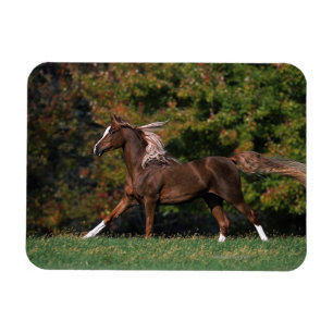 Íman Cavalo árabe que funciona no campo gramíneo