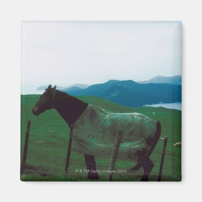 Íman Cavalo atrás da cerca (Frente)