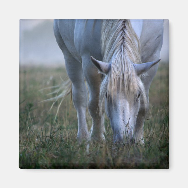 Íman Cavalo Branco (Frente)