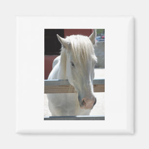 Íman Cavalo Branco Bonito
