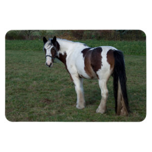 Íman Cavalo Branco Marrom