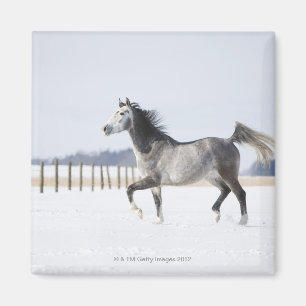 Íman cavalo branco no inverno