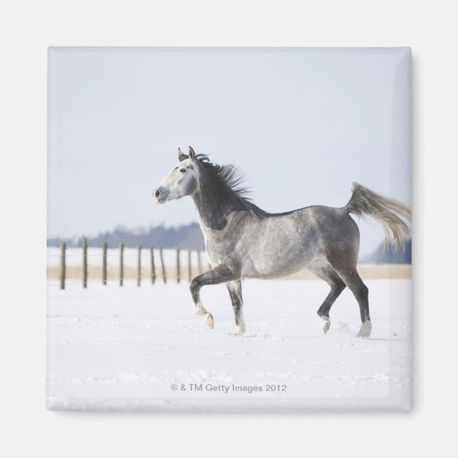 Íman cavalo branco no inverno (Frente)