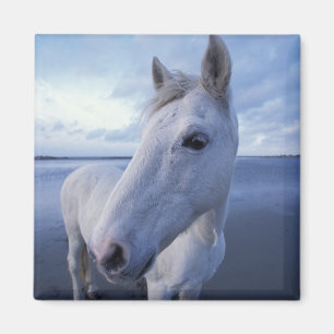 Íman Cavalo Camargue