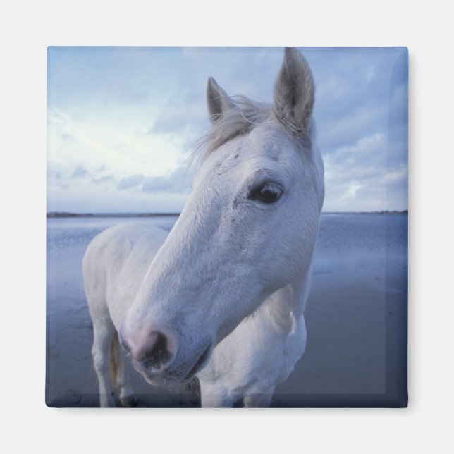 Íman Cavalo Camargue (Frente)