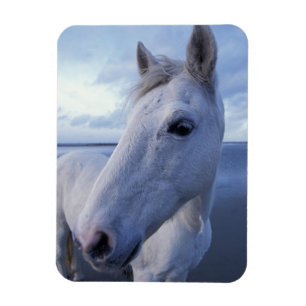 Íman Cavalo Camargue