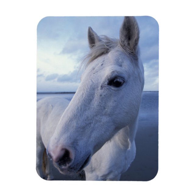 Íman Cavalo Camargue (Vertical)