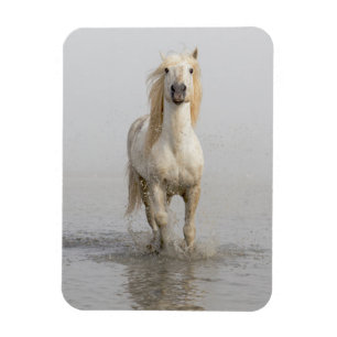 Íman Cavalo Camargue Correndo na Água