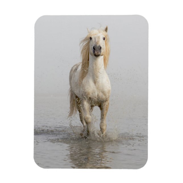 Íman Cavalo Camargue Correndo na Água (Vertical)
