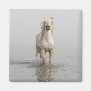 Íman Cavalo Camargue Correndo na Água