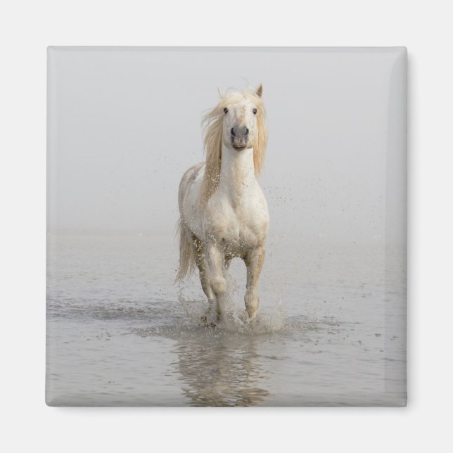 Íman Cavalo Camargue Correndo na Água (Frente)