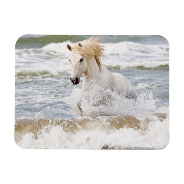 Íman Cavalo Camargue nas Ondas (Horizontal)