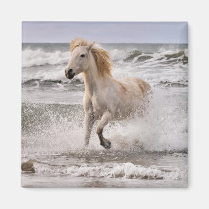 Íman Cavalo Camargue saindo da surf