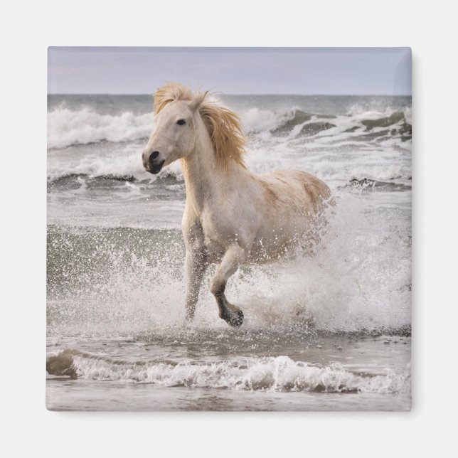 Íman Cavalo Camargue saindo da surf (Frente)