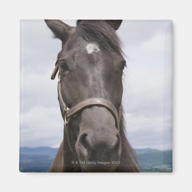Íman Cavalo castanho escuro (Frente)