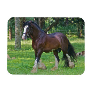 Íman Cavalo Clydesdale