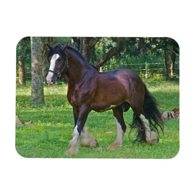 Íman Cavalo Clydesdale (Horizontal)