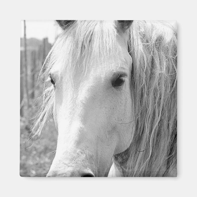 Íman Cavalo com grama (Frente)