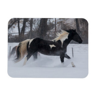 Íman Cavalo Correndo Através da Neve