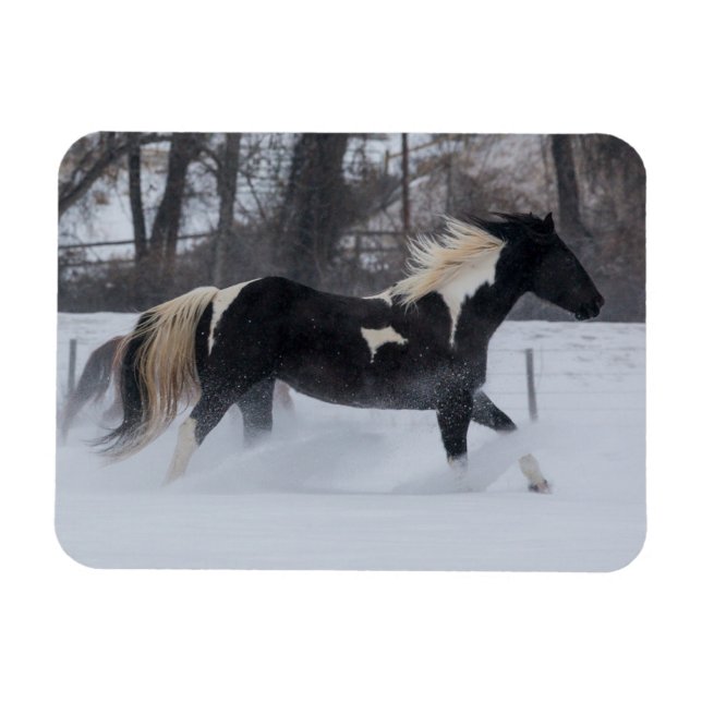 Íman Cavalo Correndo Através da Neve (Horizontal)