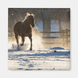 Íman Cavalo Correndo Através da Neve
