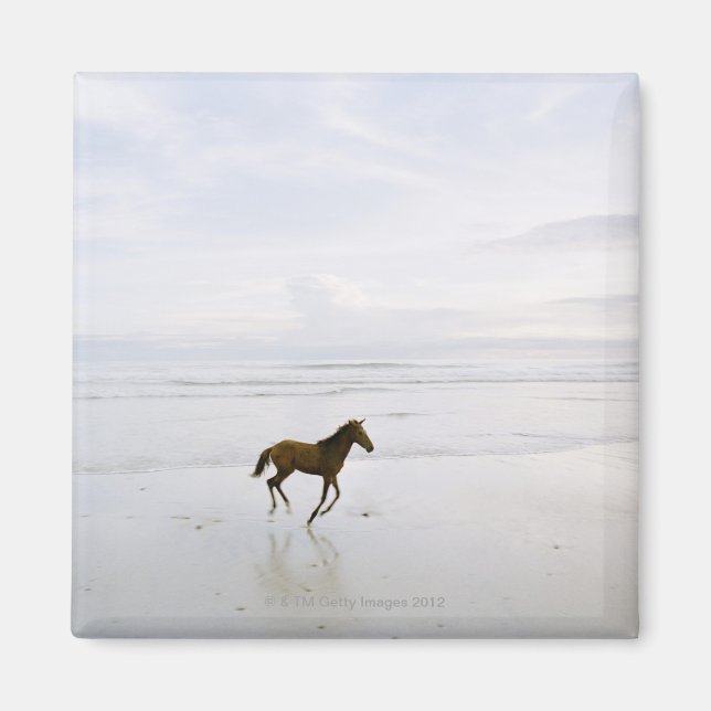 Íman Cavalo correndo na praia (Frente)
