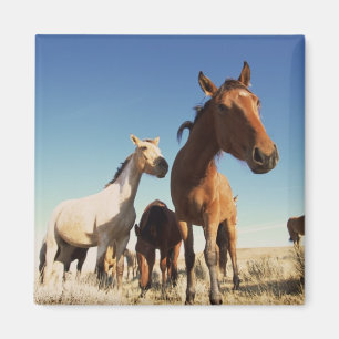 Íman Cavalo Curioso