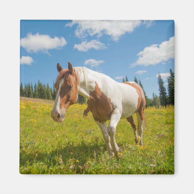 Íman Cavalo curioso em campo alpino no verão (Frente)