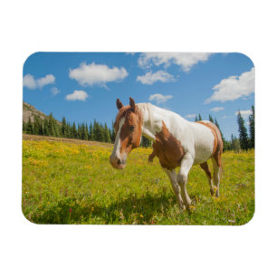 Íman Cavalo Curioso em uma Campina Alpina no Verão