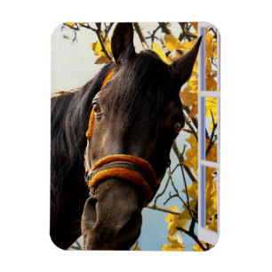 Íman Cavalo curioso que olha através da janela da