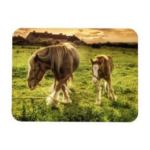 Íman Cavalo da mãe & do potro
