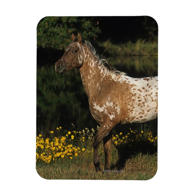 Íman Cavalo de Appaloosa em Pé de lago (Vertical)