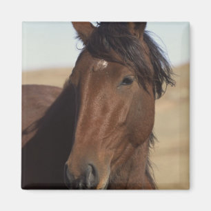 Íman Cavalo de Baía no Vento