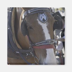 Íman Cavalo de carruagem
