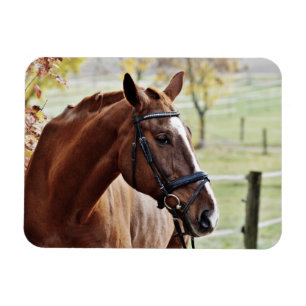 Íman Cavalo de Castanha com Blaze, Bridle, em Pasture
